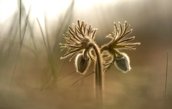 Flower, nature, background, sleep-grass, cross