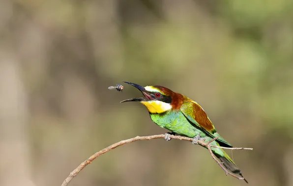 Picture branch, bird, bokeh, mining, European bee-eater, Valery Chernyak, paymala, the flies