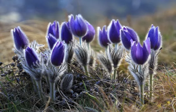 Picture spring, anemones, sleep-grass