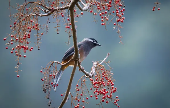 Branches, berries, bird, Big - eared sibia