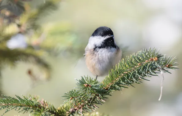 Picture branches, background, bird, bird, needles, bokeh, tit