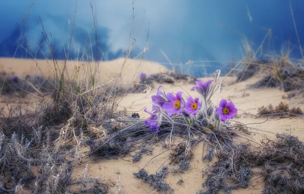 Picture flowers, bokeh, flora, Alexey Kretov, The bullet is open, Flowers on the sand