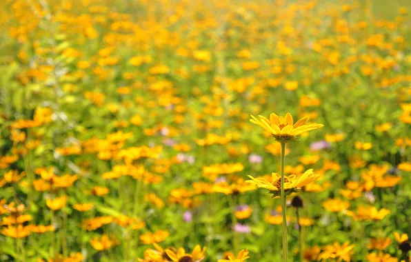 Picture field, macro, flowers, petals, stem, meadow