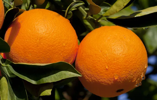 Leaves, orange, fruit, fruit