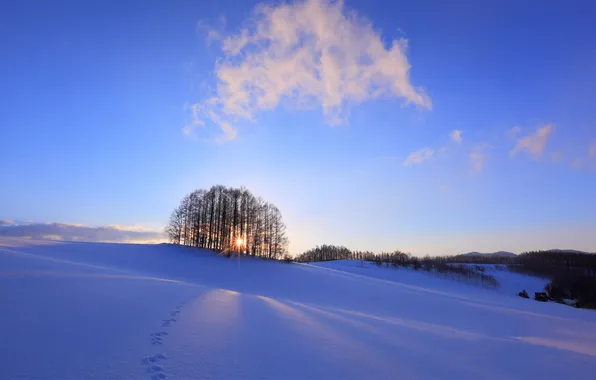 Picture the sun, snow, trees, sunset, Winter