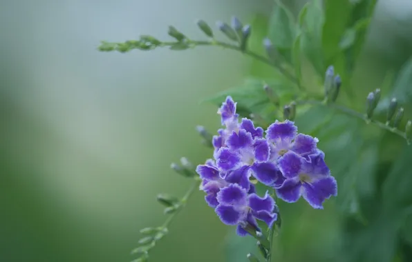 Purple, macro, duranta