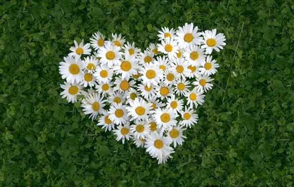 Picture BACKGROUND, GRASS, LEAVES, FLOWERS, HEART, WHITE, CHAMOMILE