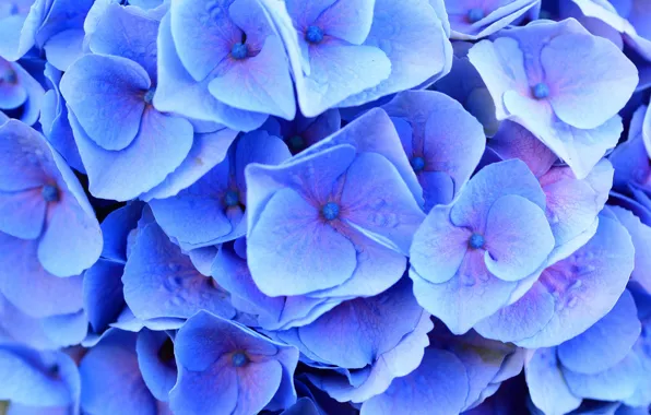 Macro, flowers, hydrangea