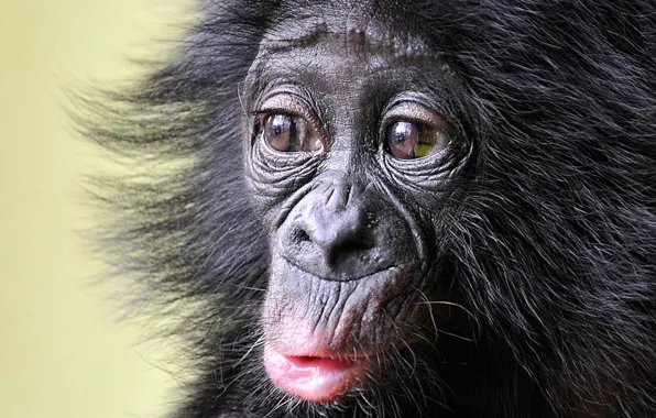 Monkey, animal, wildlife, Little Bonobo