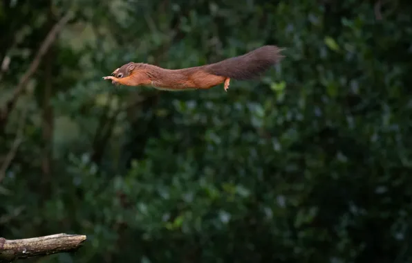 Flight, protein, flight, squirrel, Mark Stewart
