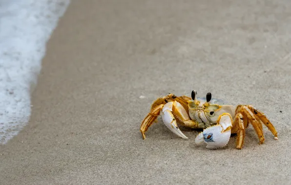 Sand, sea, beach, foam, yellow, nature, shore, crab