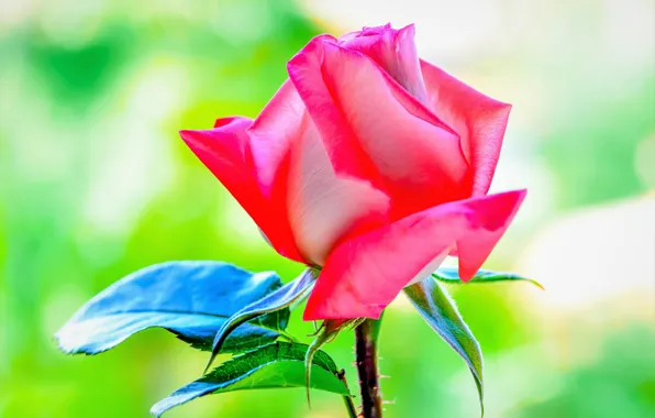 Macro, background, rose, petals, Bud, bright