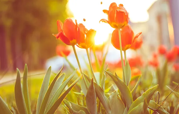 Flowers, petals, tulips