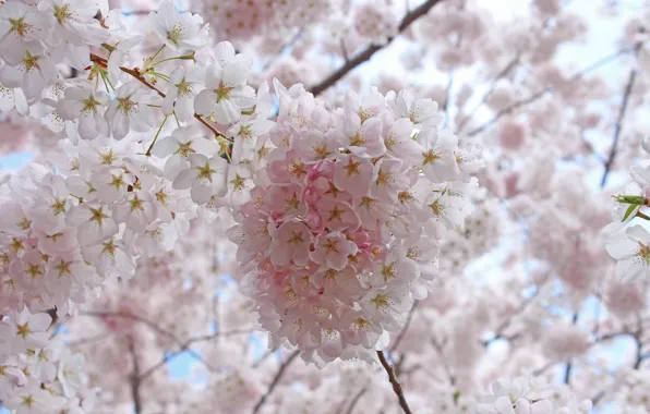 Flowers, branches, cherry, Sakura, flowering