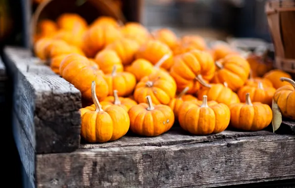Autumn, harvest, pumpkin, orange, vegetables, basket