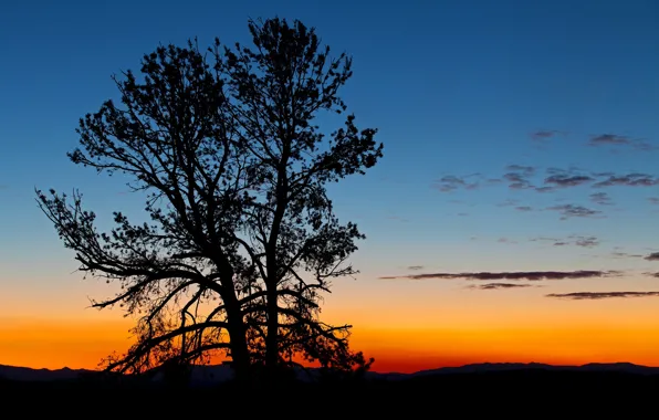 Tree, silhouette, Wyoming, glow, USA
