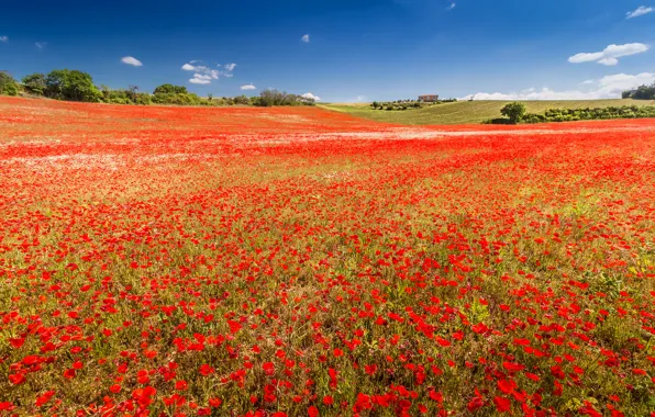 Picture field, flowers, France, Maki, meadow, Provence-Alpes-Cote d'azur, Valensole