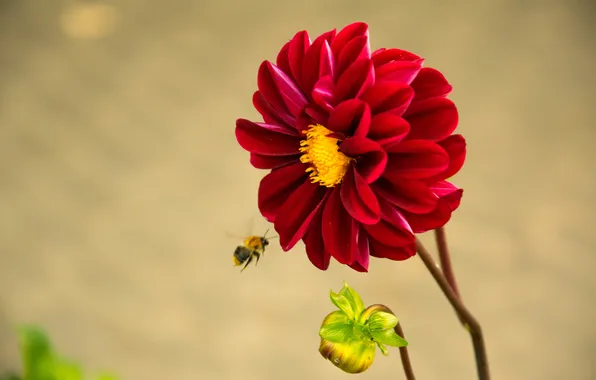 Flower, bee, pollen