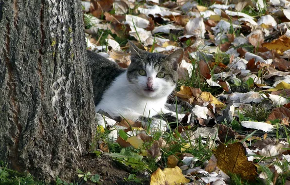 Picture autumn, cat, nature