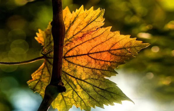 Picture macro, light, glare, gradient, leaf, the sun, for branch