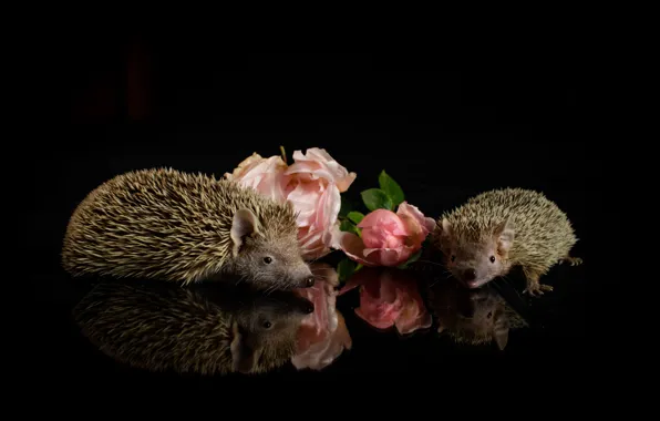 Look, flowers, reflection, roses, muzzle, hedgehog, pink, black background