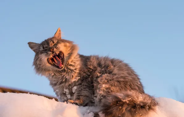 Cat, cat, snow, yawns, yawn