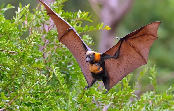 Picture branches, wings, Fox, the bushes, flying Fox