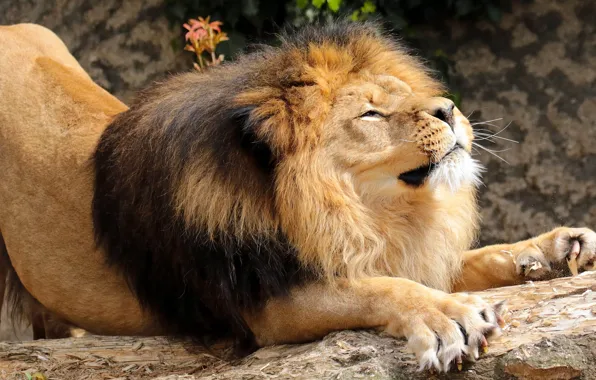 Leo, mane, the king of beasts, potyagushki