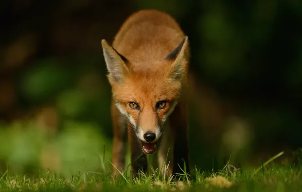 Look, face, nature, the dark background, portrait, Fox, red, Fox