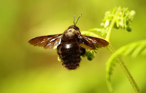 Macro, light, bee, plant, stem, insect, bumblebee, wings
