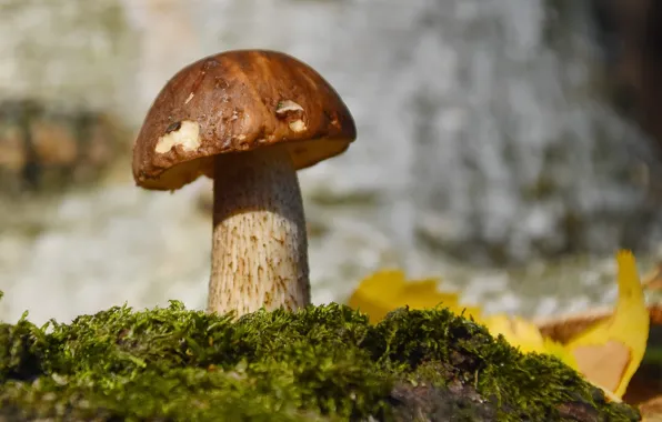 Autumn, nature, mushrooms, boletus