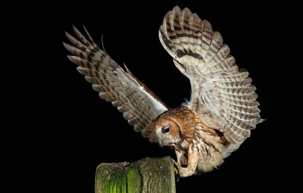 Picture bird, Gray owl, Strix aluco