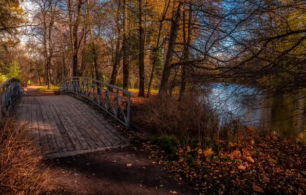 Trees, bridge, park, autumn
