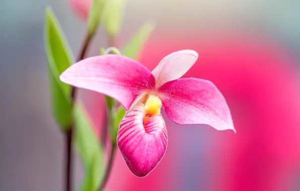 Picture The Venus Slipper, flowers, pink, macro, background, leaves, Orchid