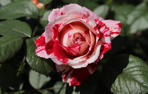Picture leaves, macro, flowers, roses, pink, striped, red, two-tone