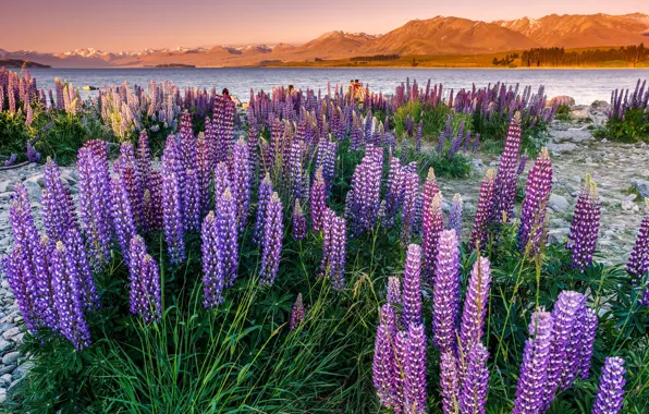 Summer, light, flowers, mountains, lake, stones, people, hills