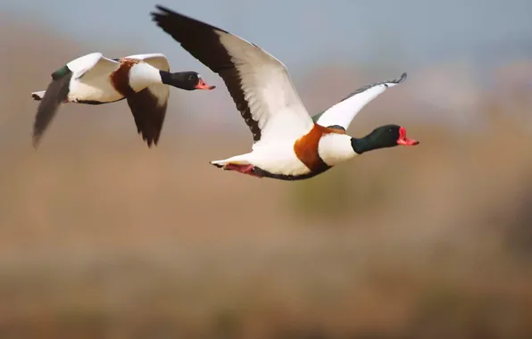 Picture taro, shelduck, two black and white duck flying at daytime, white, tadorna tadorna