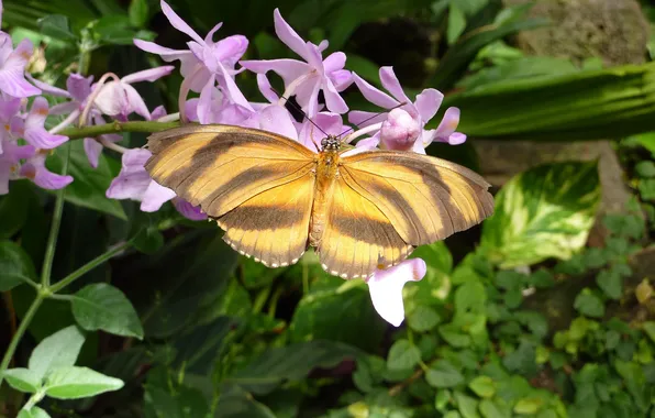 Flower, macro, butterfly, wings, beautiful, close-up