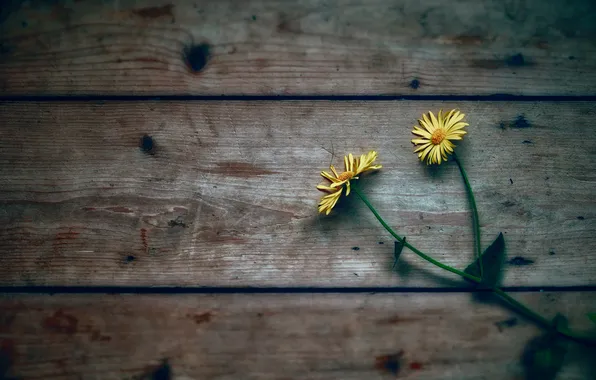 Flowers, background, Board