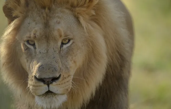 Predator, Leo, the king of beasts, bokeh