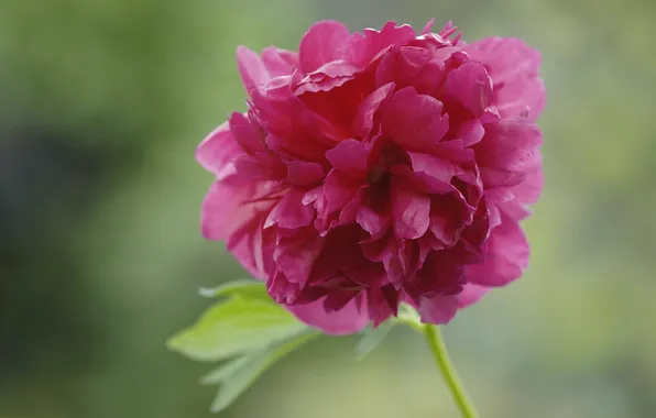 Picture background, pink, blur, peony