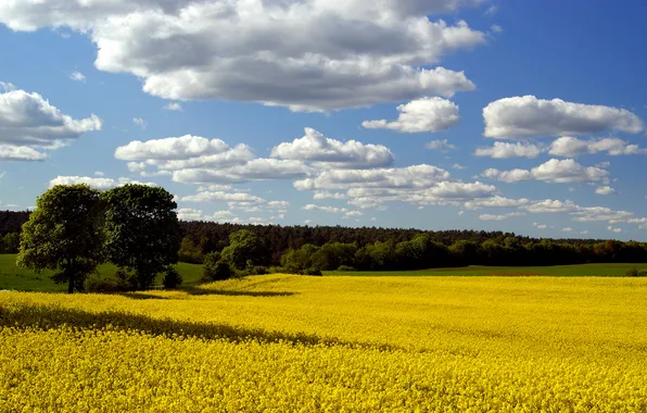Picture field, the sky, trees, spring, rape