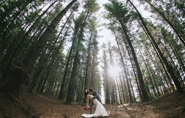 Forest, the sun, trees, Love, Beautiful, the bride, Wallpaper, the groom