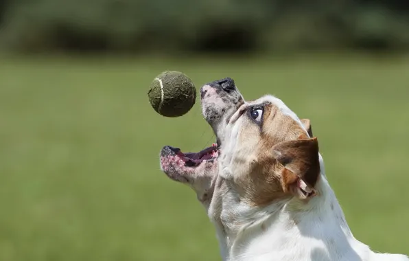 Picture the ball, dog, bulldog