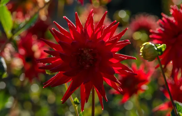 Picture macro, light, red, bokeh, dahlias