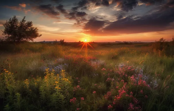 Field, summer, the sun, clouds, rays, landscape, sunset, flowers