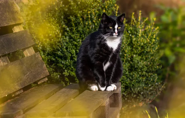 Picture greens, cat, summer, cat, bench, black, garden, shop