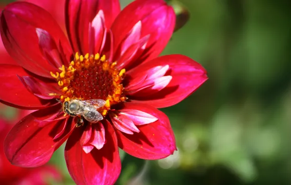 Picture Macro, Bokeh, Bokeh, Macro, Wasp, OSA, Red flower, Red flower