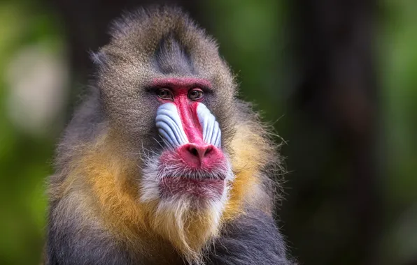 Background, monkey, mammal