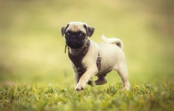 Picture dog, pug, puppy